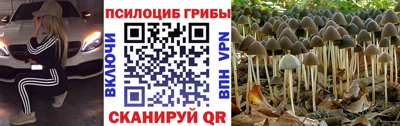 Псилоцибиновые грибы GOLDEN TEACHER Карпинск
